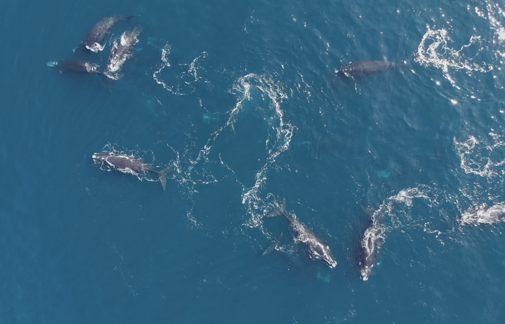 Gesänge verraten Paarungsgebiete