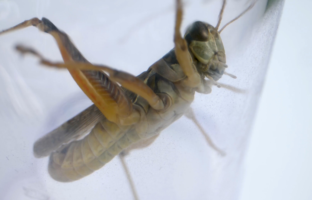 Insekten passen ihr Skelett an