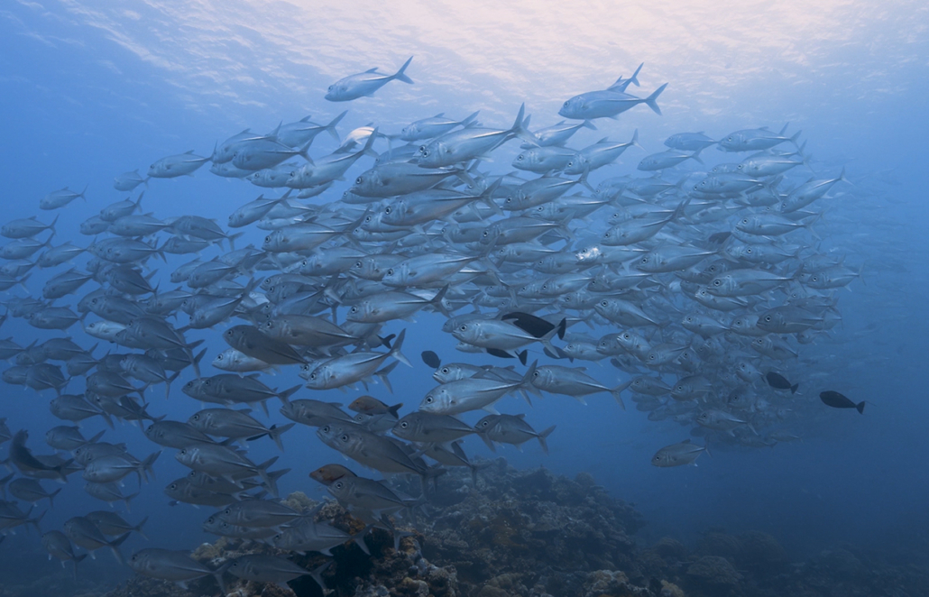 Meeresleben schützen mit KI-Unterwasserroboter